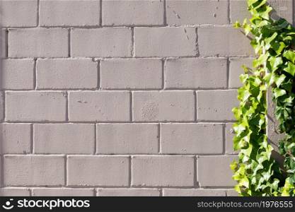 Sunny ivy on grey wall with concrete floor