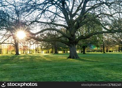 Sunny light in green park