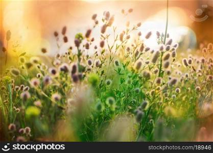sunny meadow