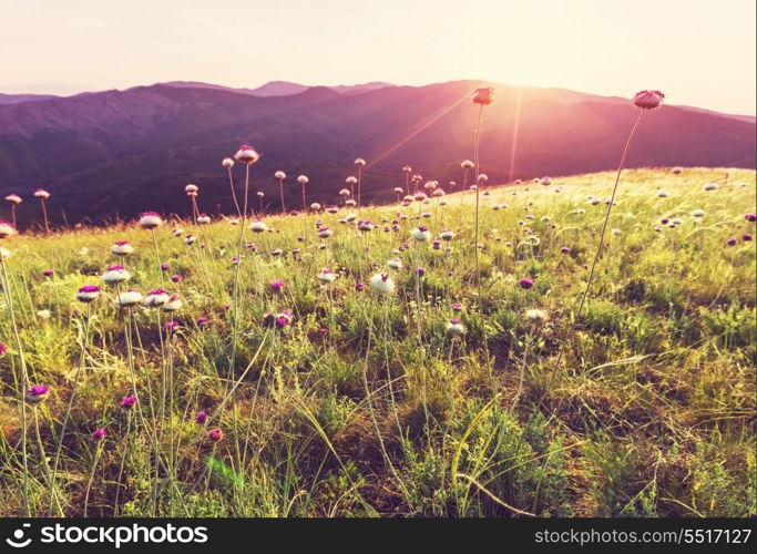 sunny meadow