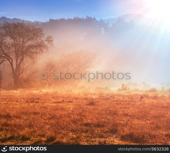 Sunny meadow