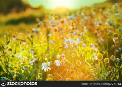 Sunny meadow
