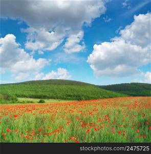 Sunny meadow of poppies.. Spring nature landscape.
