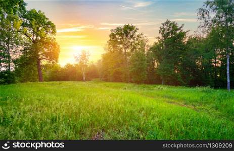 Sunny meadow with green grass and trees. Meadow with green grass