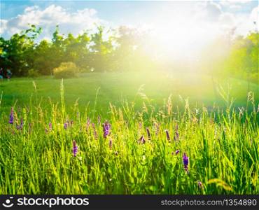 Sunny meadow with white flowers and trees. Flowers and meadow