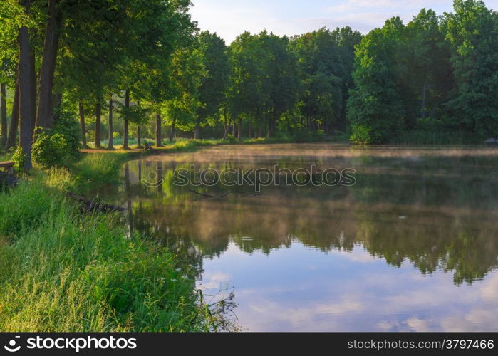 sunny morning in a summer forest and beautiful lake