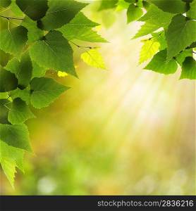 Sunny morning in the forest, beauty natural backgrounds for your design
