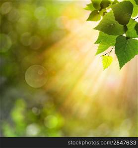 Sunny morning in the forest, beauty natural backgrounds for your design