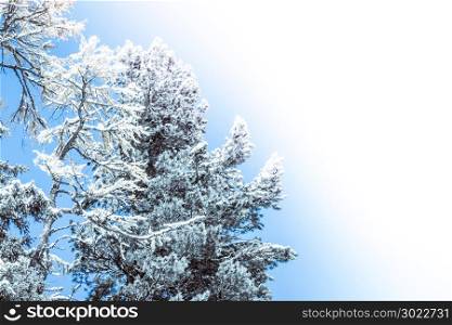 Sunny morning in the winter forest. Snow on pine branches. Copy space for text