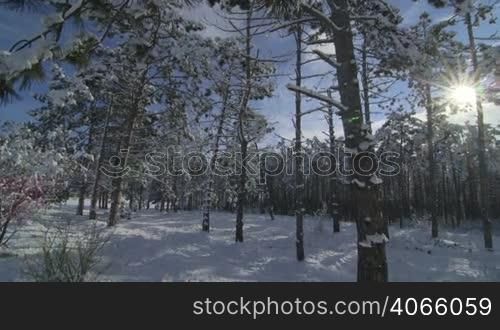Sunny morning in winter forest covered with snow pan shot