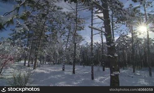 Sunny morning in winter forest covered with snow pan shot