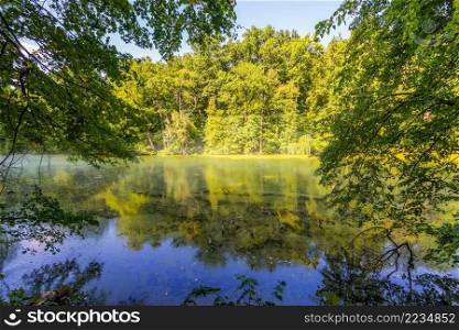 Sunny morning on pond in the forest. Morning on pond