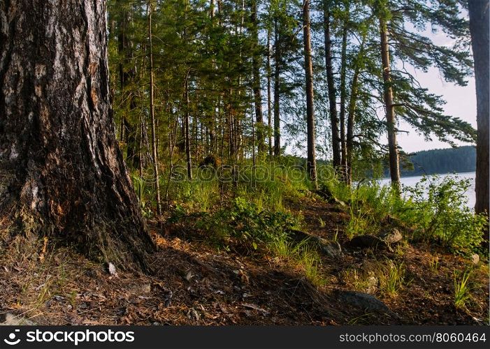 sunny morning on the shore of the forest lake. Landscape