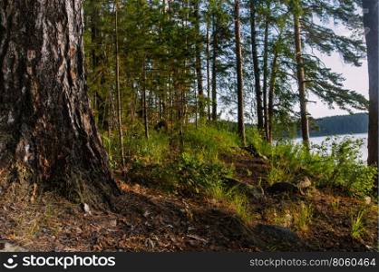sunny morning on the shore of the forest lake. Landscape