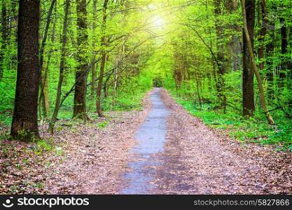 Sunny path in beautiful green park. Spring forest with green trees