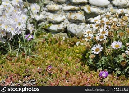 Sunny rustic scene of flowers and a drystone wall in Cornwall, UK.