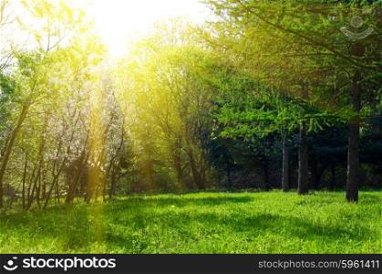Sunny spring forest with sunbeams