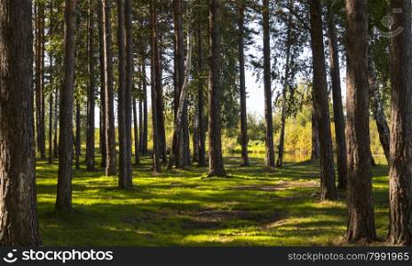 Sunny summer day in the cool shade of pine forests. Sunny summer day in the cool shade of pine forests and amazing green grass