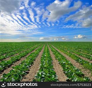 Sunny summer day on the cabbage field