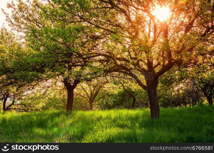 Sunny summer garden