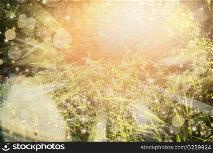 Sunny summer nature background with sun rays and bokeh. Summer herbs field with wild flowers in garden or park.