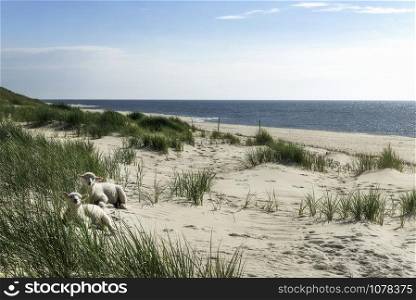 Sunny summer vacation landscape with cute baby sheep on white sand beach, and green marram grass, on Sylt island, Germany. North sea nature reserve.