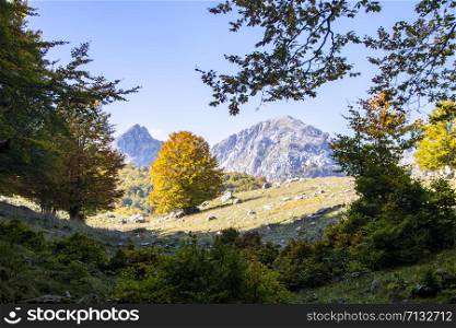 sunny valley in Abruzzo national park in autumn, Italy