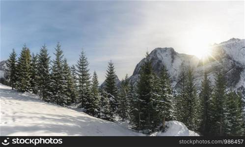 Sunny winter landscape with snow-capped mountain peaks, snow fir trees, and snowdrift, under sun rays, in Ehrwald, Austria, on a cold December day.