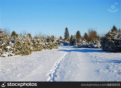 Sunny winter landscape with snowy junipers and footprints on a footpath