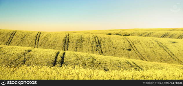 Sunny yellow rural landscape with wavy rapeseed fields on curved hills in South Moravia, Czech Republic, on a sunny day of spring. Nature patterns.