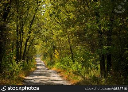 sunny young oak forest with road