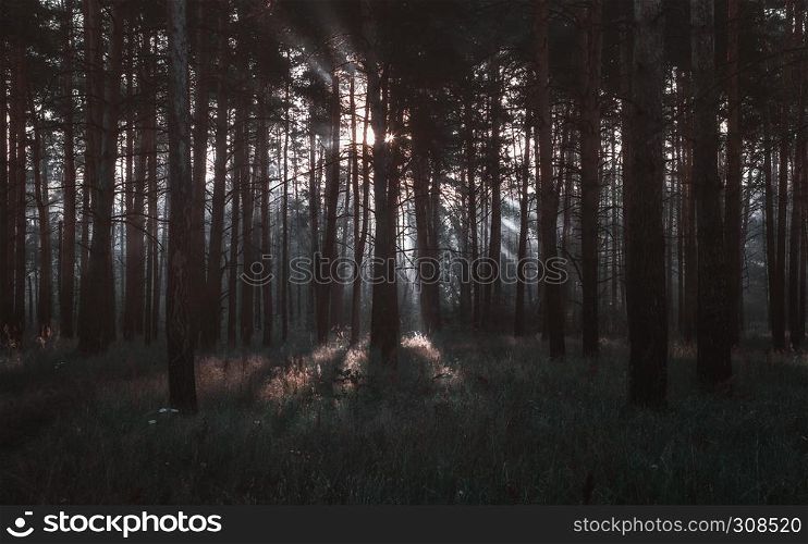Sunrays shining through the trees in the dark pine forest. Selective focus, toned. Sunrays In The Dark Pine Forest