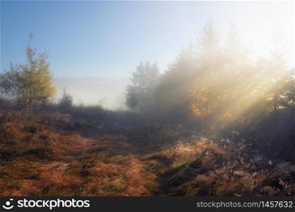 Sunrays through the autumn foggy woods. Beautiful autumn day at rural nature