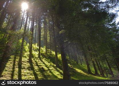 Sunrays Through The Green Trees Of The Forest