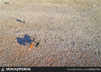sunrise aerial view of cattle (cows with calves) with long shadows at Colorado foothills