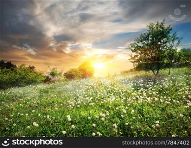 Sunrise and clouds over the field of dandelions