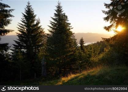 Sunrise and forest near lake Zurich in Switzerland