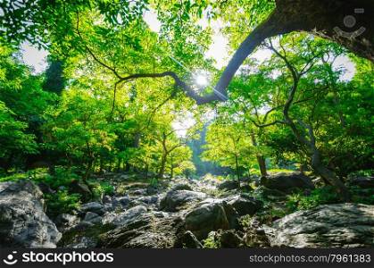 Sunrise and green tree in the forest, natural park landscape