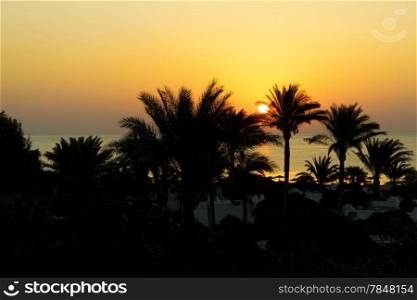 Sunrise and silhouettes of palm trees, Red Sea, Egypt