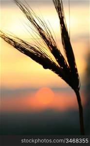 sunrise and wheat plant close up