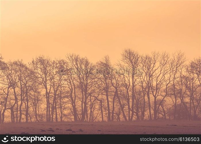 Sunrise at a field with tree silhouettes