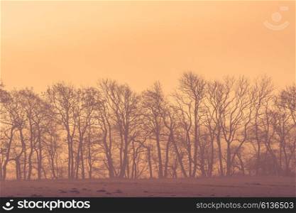 Sunrise at a field with tree silhouettes