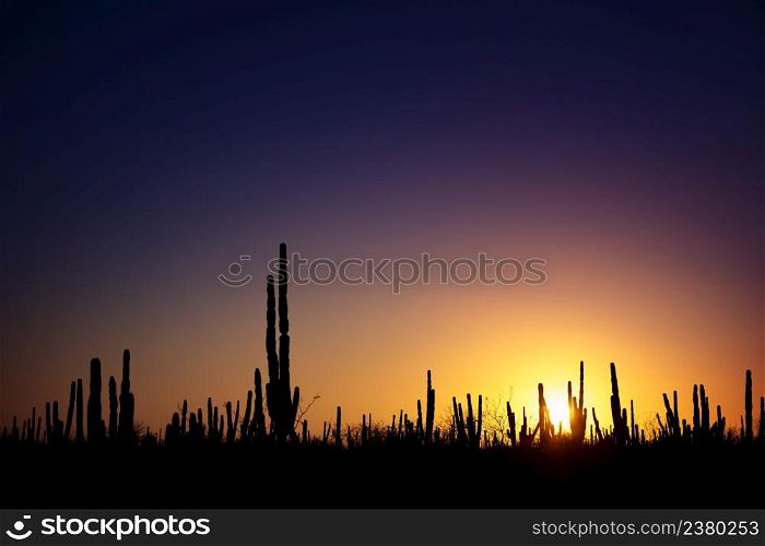 Sunrise at mexican desert with silhouettes of cactuses and succulents against vivid gradient sky, near Loreto, Baja California, Mexico