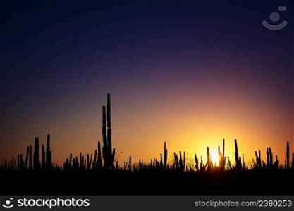Sunrise at mexican desert with silhouettes of cactuses and succulents against vivid gradient sky, near Loreto, Baja California, Mexico