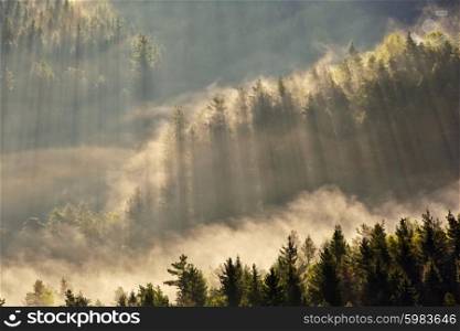 sunrise beams over fog in the national park Bohemian Switzerland, Czech Republic