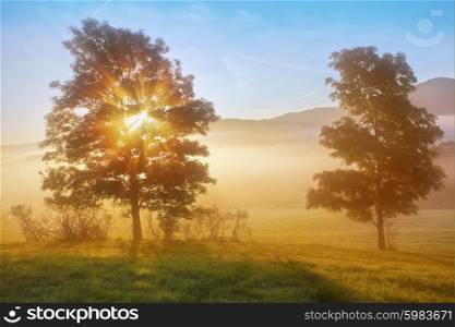 sunrise beams through the foggy tree in the national park Bohemian Switzerland, Czech Republic