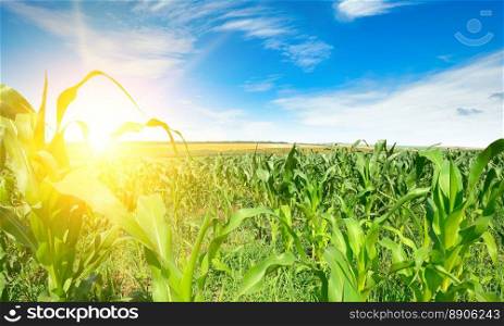 Sunrise in a cornfield and bright blue sky.