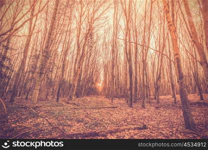 Sunrise in a danish forest at autumn