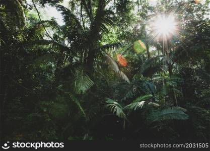 Sunrise in a deep tropical rainforest. The sun shines onto palm leaves and green foliage of tropical plants. Thailand-Malaysia border. Environment concept. Focus on leaves.