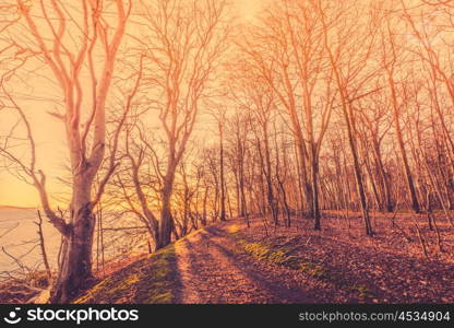 Sunrise in a forest with tall spooky trees